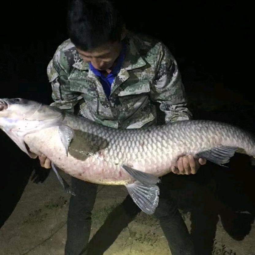 老毒物