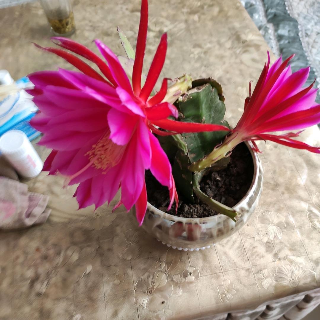 花好月圆慧姐
