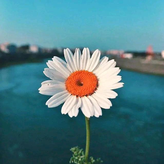 橘纸