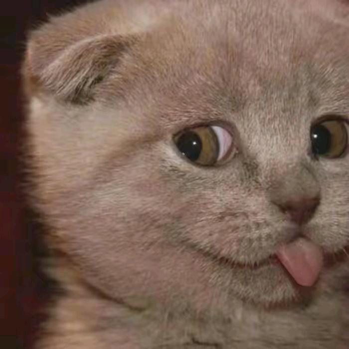 ✎ℳ𝔀𝓾𝓺𝓲𝓸𝓷𝓰