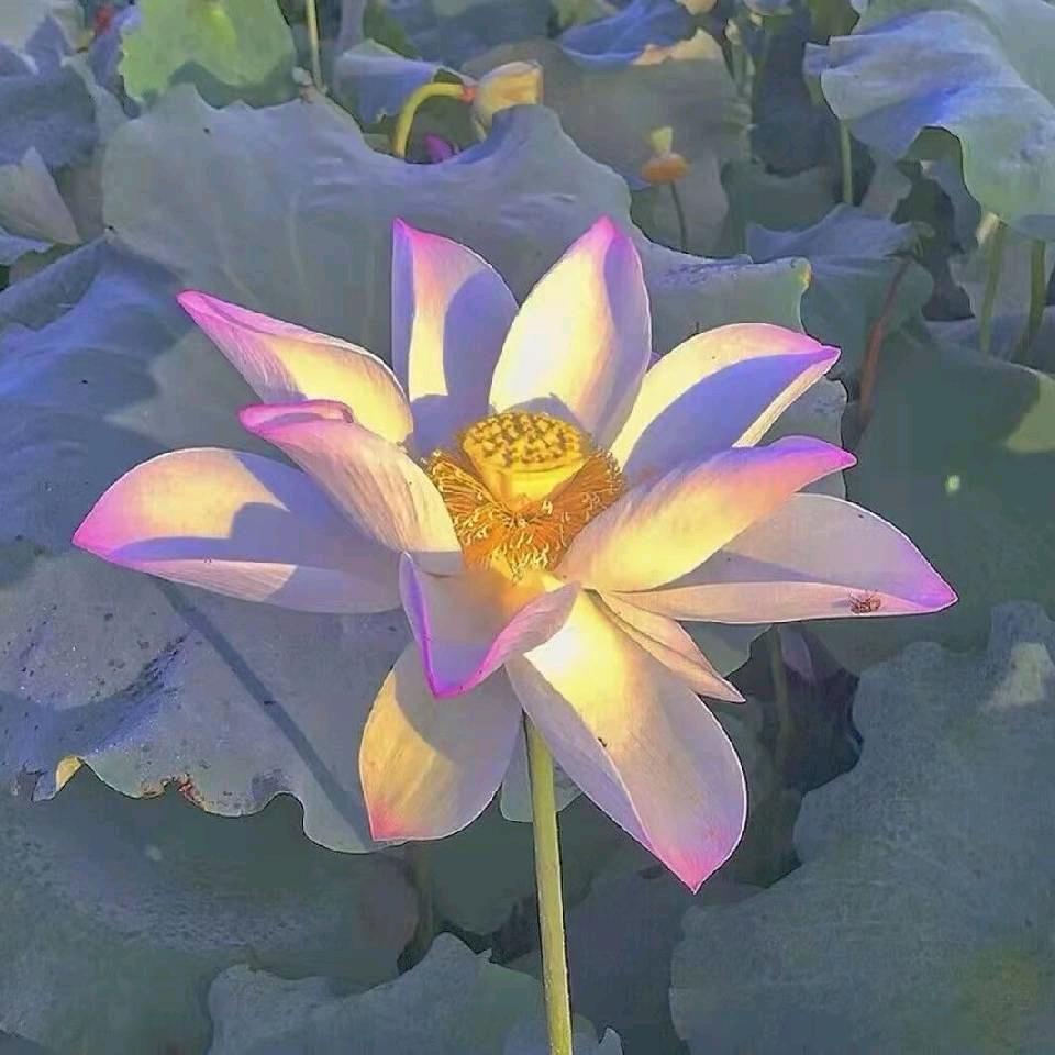 幸福快乐每一天