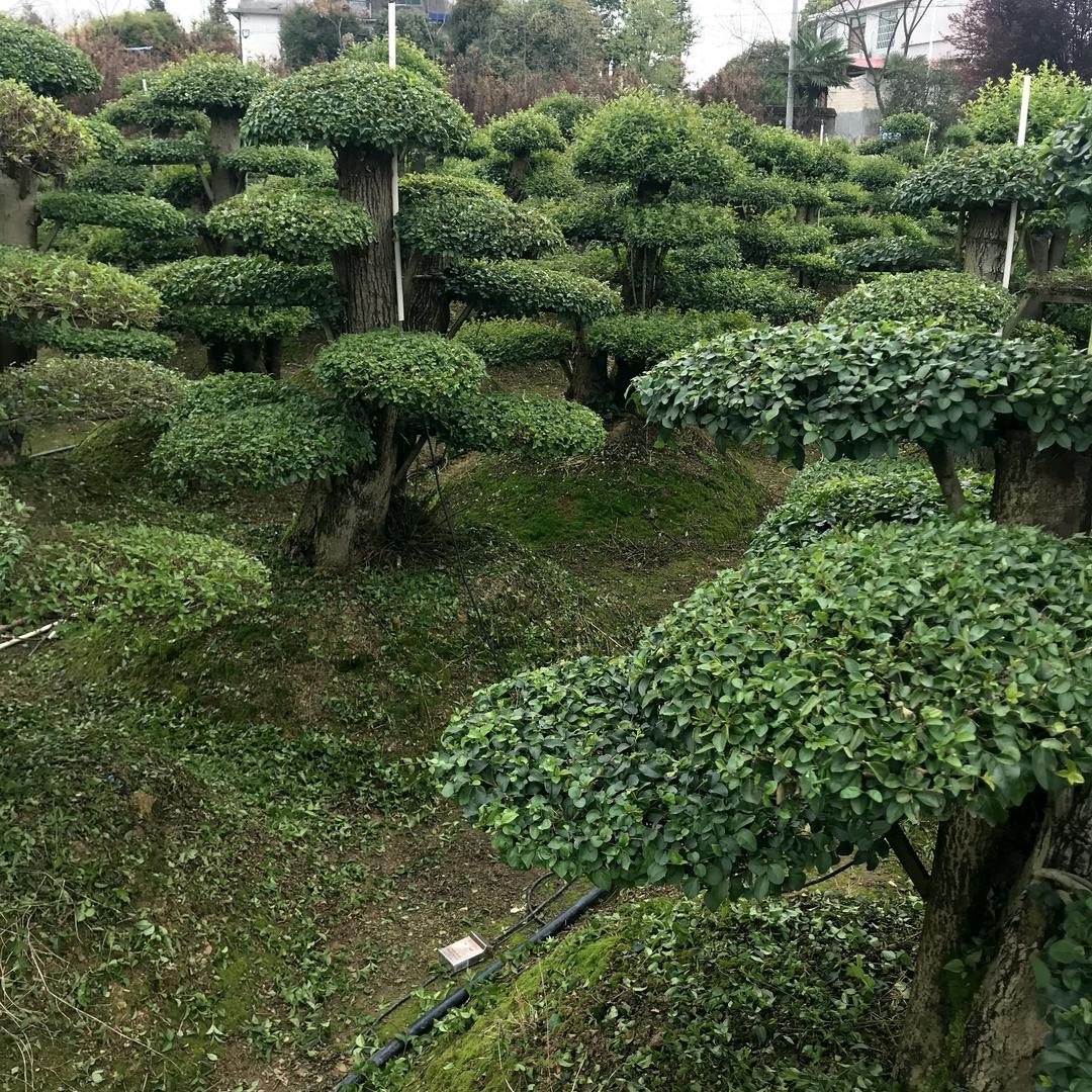 上玄月