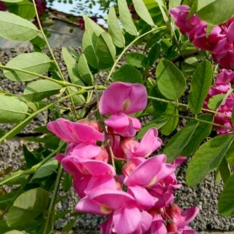 春波的花