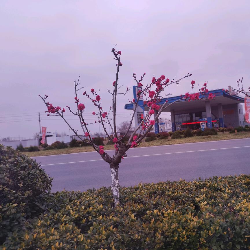 躲进童话里吃芒果