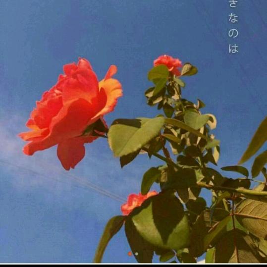 可曦