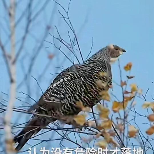 二波