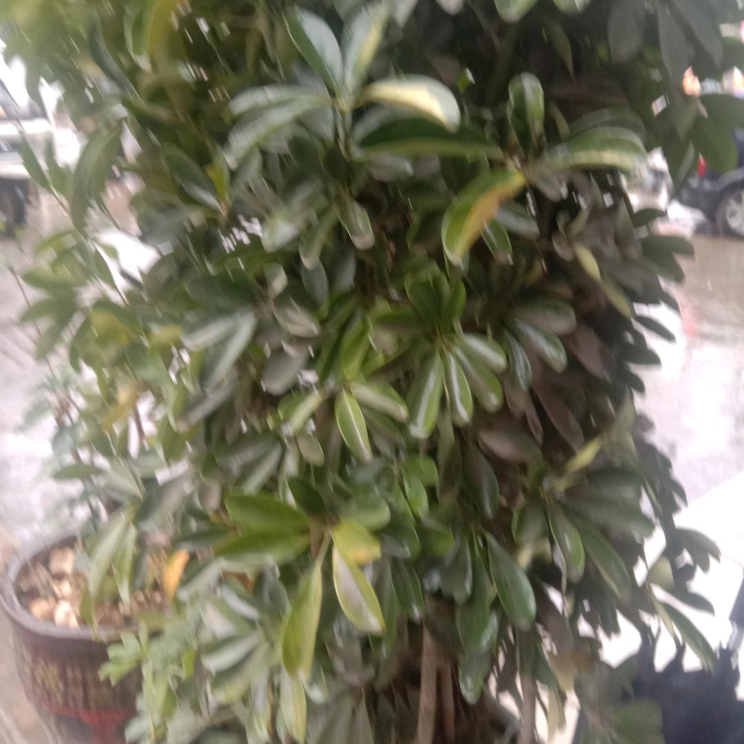东方不败