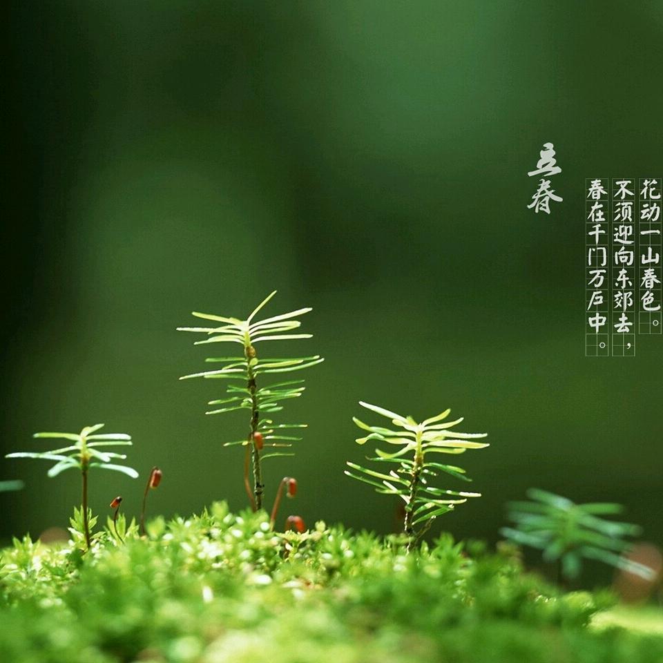 大宋的石头