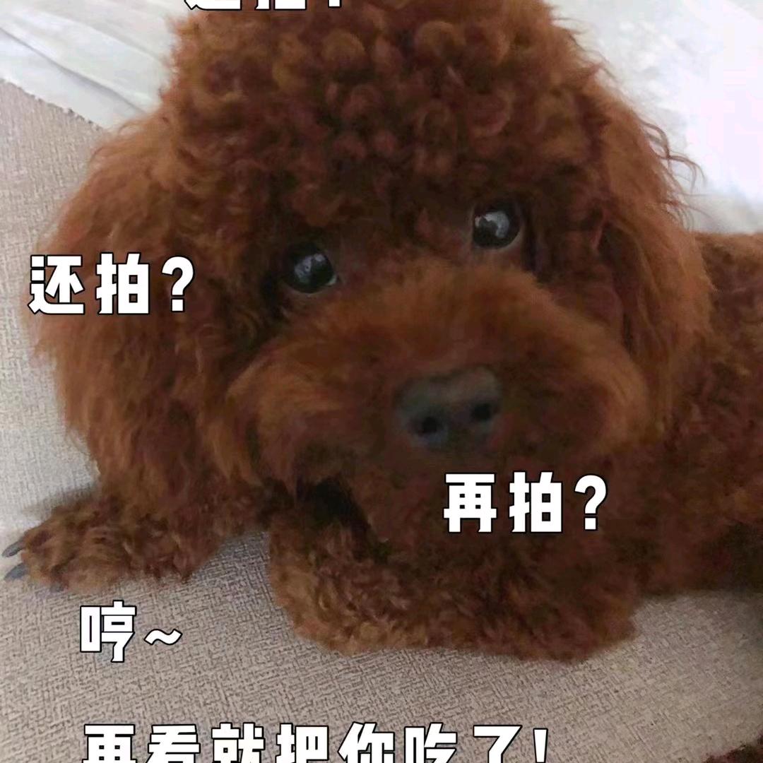 可乐犬神