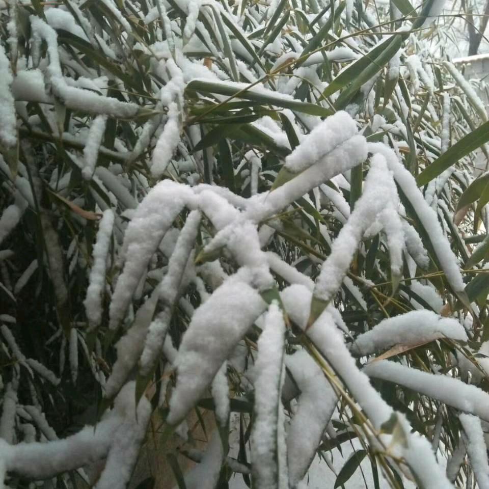 雪竹