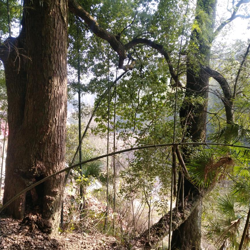 小易🌸˃̵͈̑ᴗ˂̵͈̑🌸