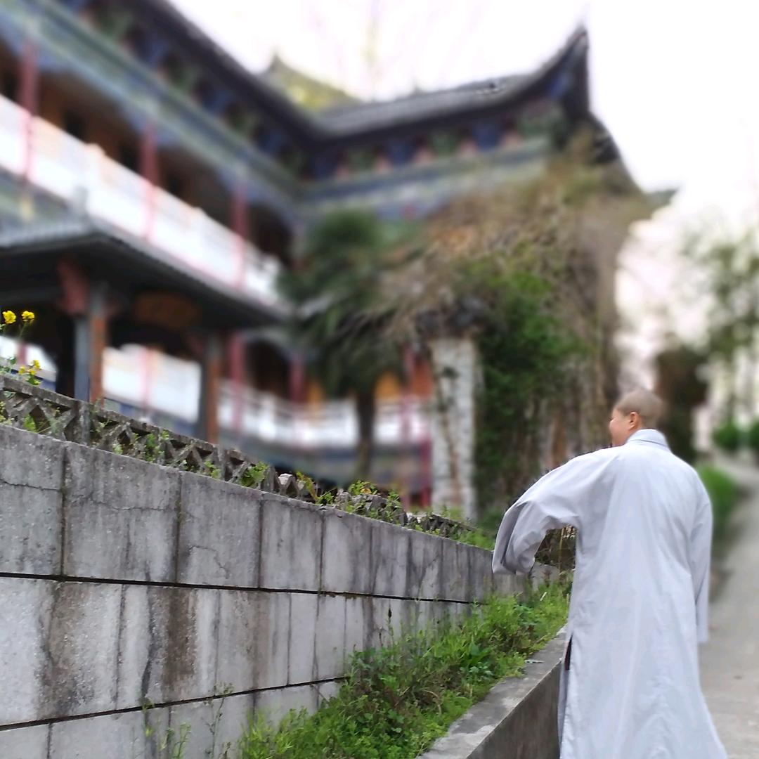 妙莲