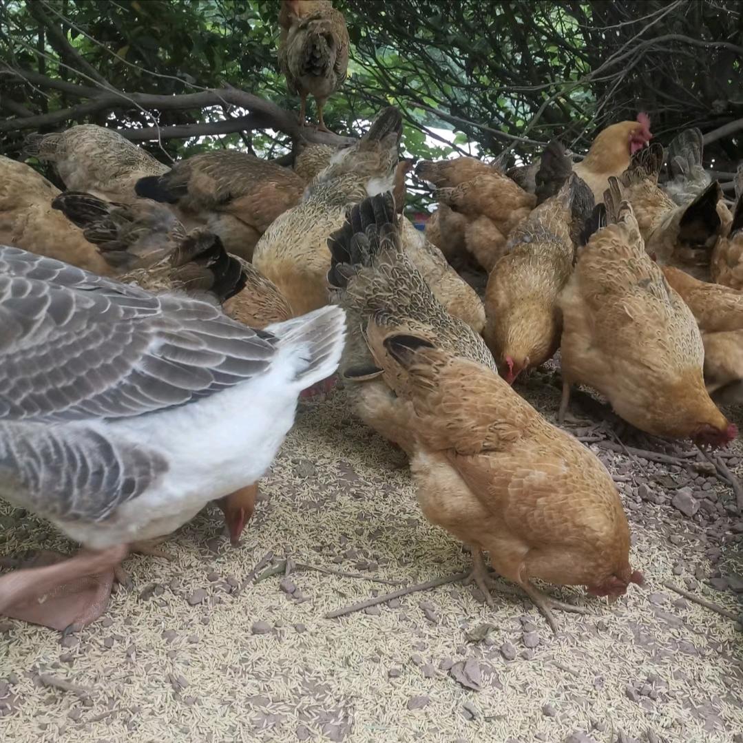 农村稻谷鸡鸭鹅山猪本地羊甲鱼