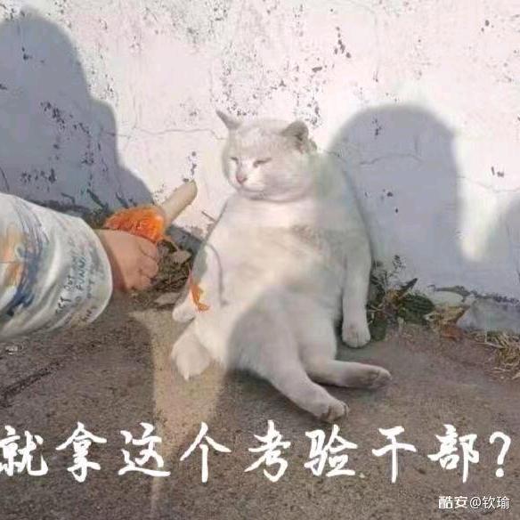 猫薄荷拌黄瓜