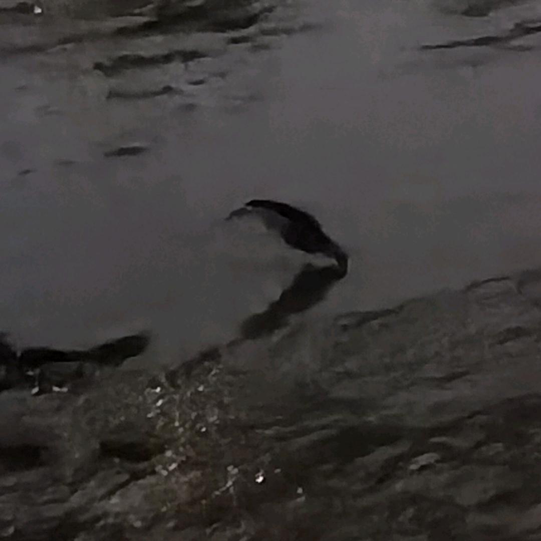 小弟