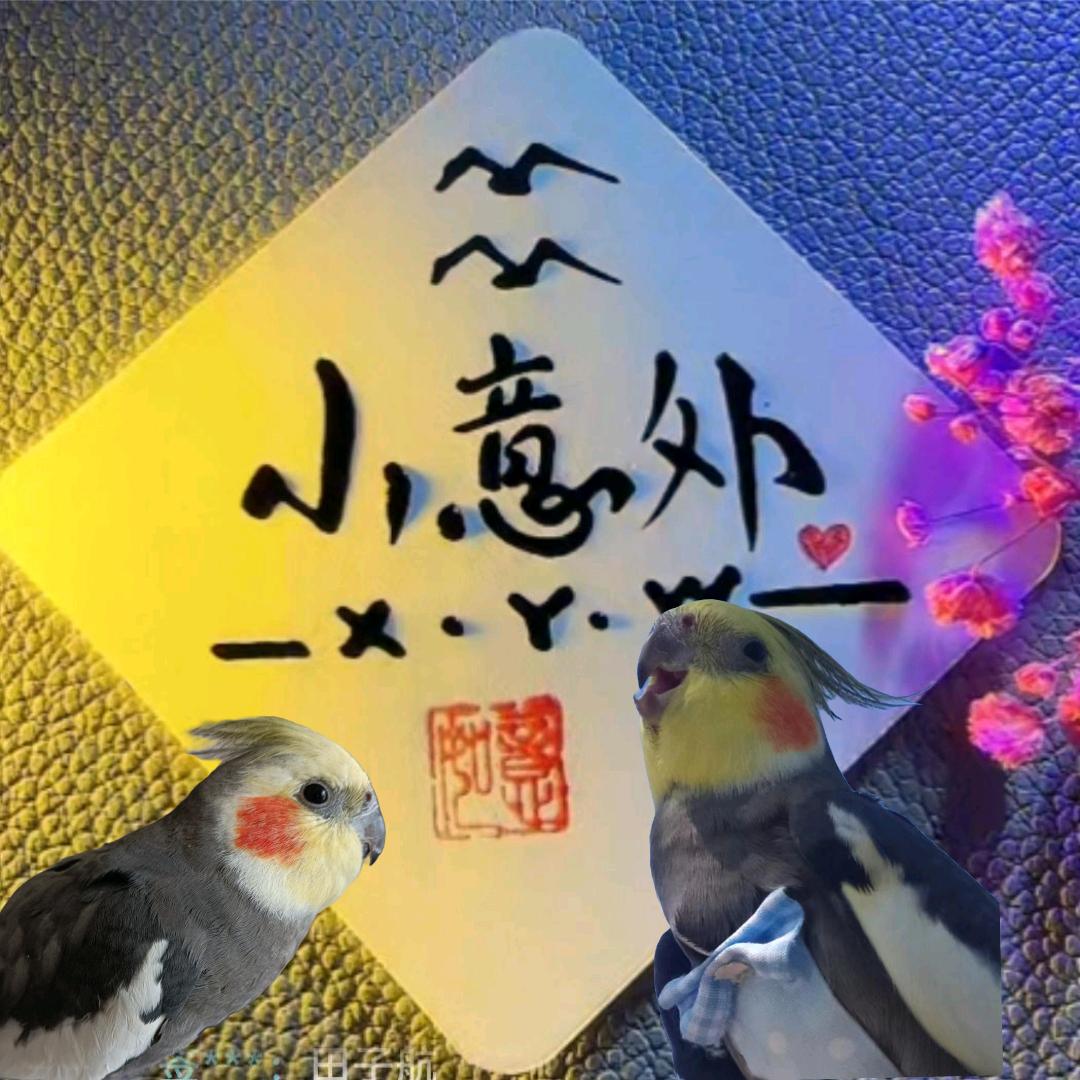 小意外🦜