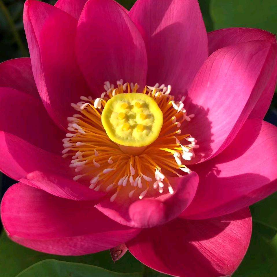 丰收的季节