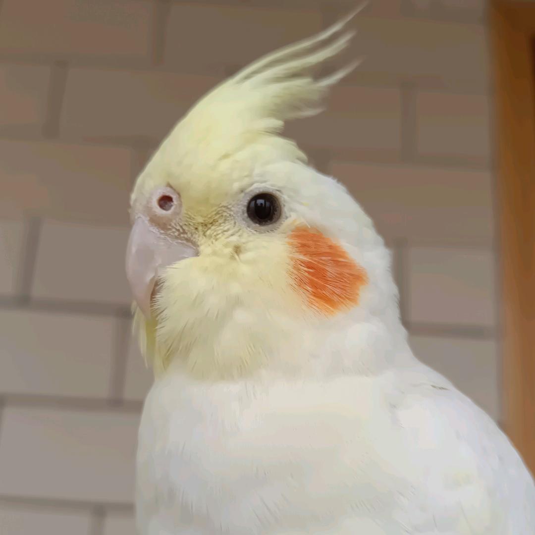 皮豆