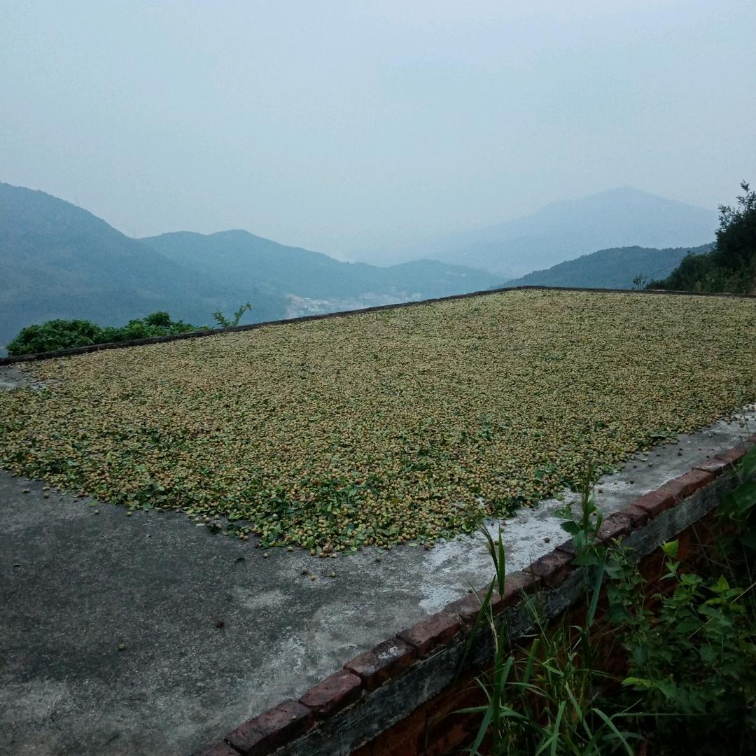 山茶油种植销售