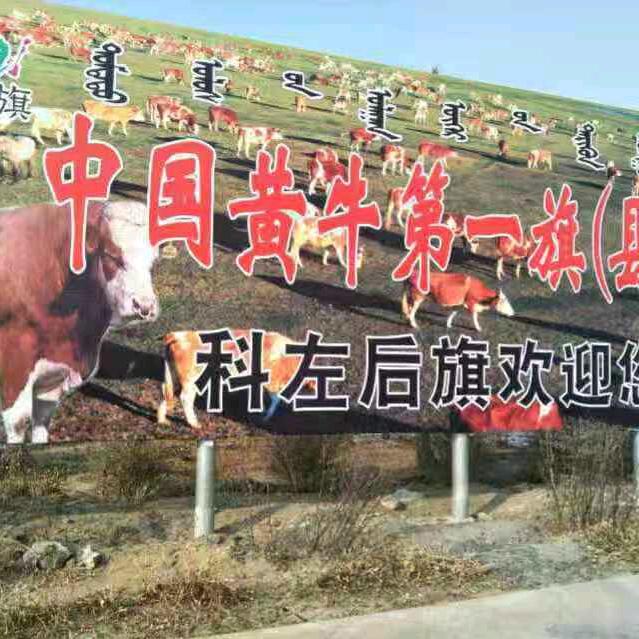 博阳牧业牛经纪人