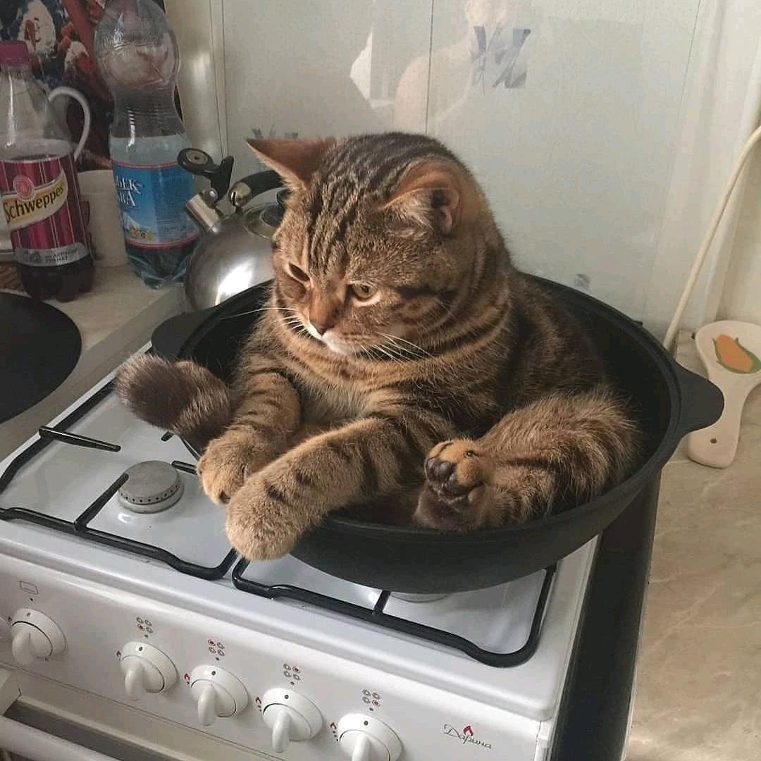 谷楚