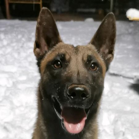 山西运城训犬学校（阿浪）