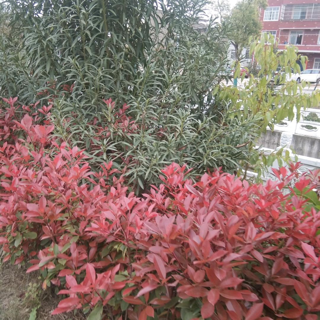 芳姐❤️🥀᭄梦醒己💔⃟碎࿐: @