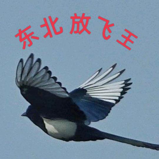 鸟王七哥