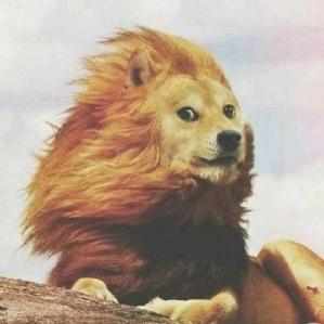 懒狗吃吃吃