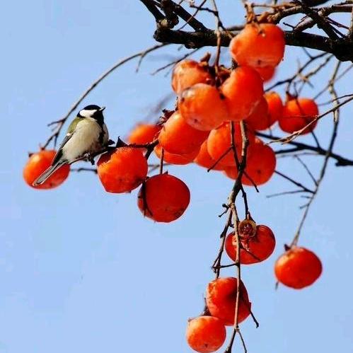 快速奔跑的蜗牛