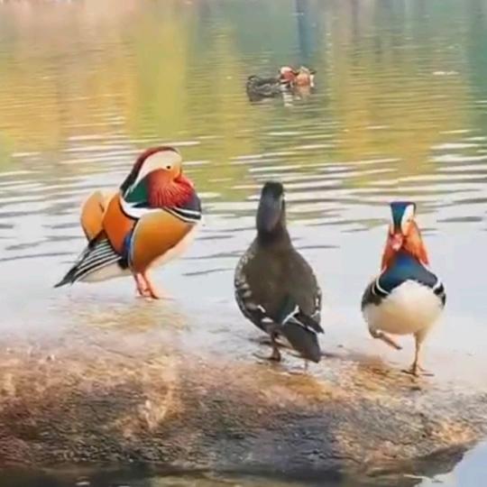 人生若只如初见