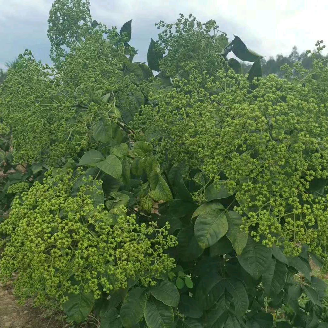 樟树市中花吴茱萸药材种植有限公司