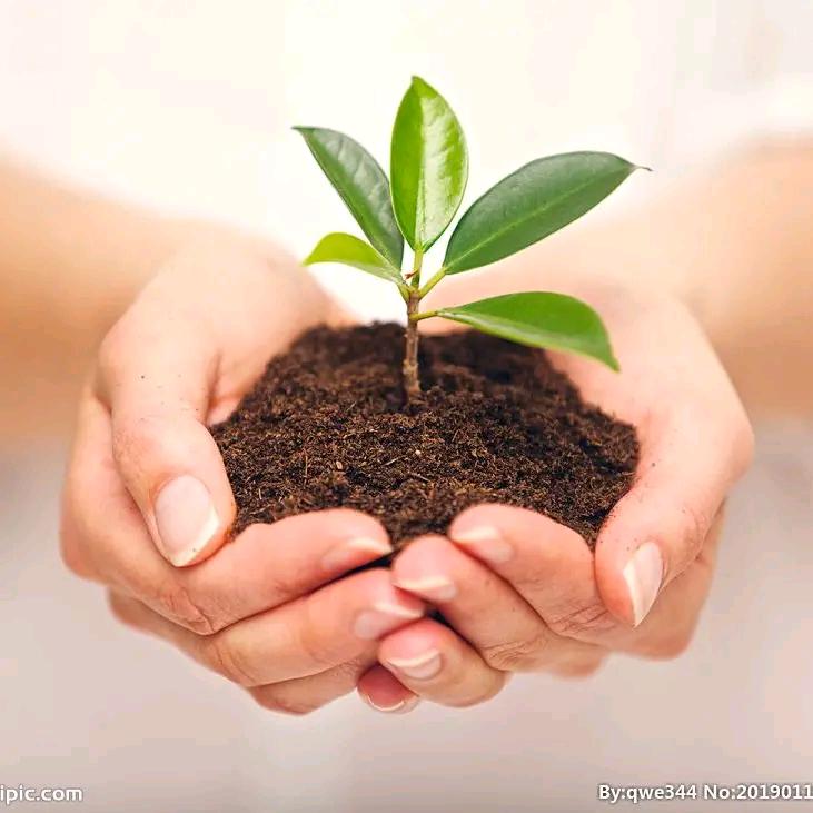 鑫之蓝花卉经营部