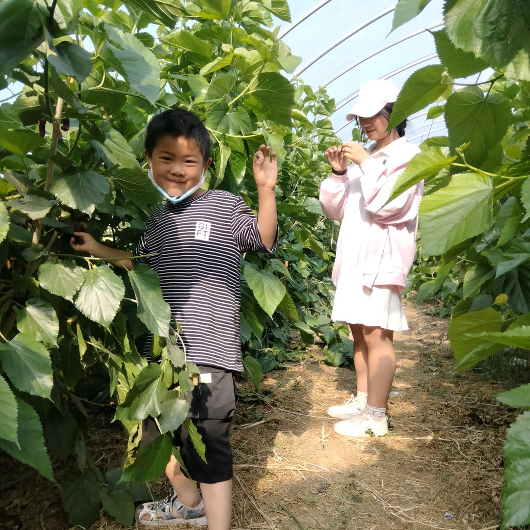 武湾桑葚，大樱桃，车厘子采摘园。