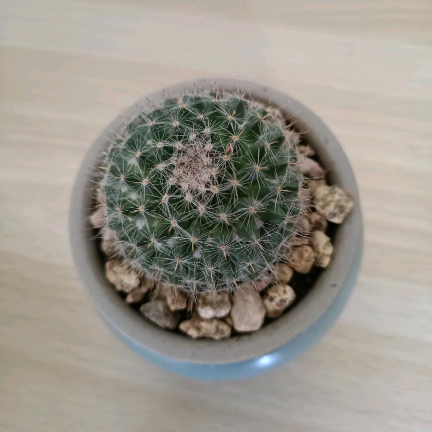 黄逗逗