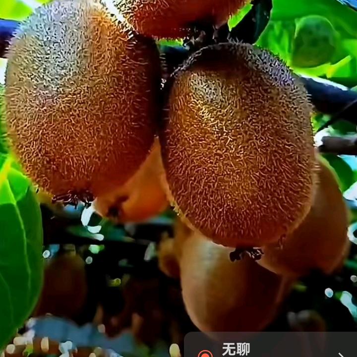 自在人生