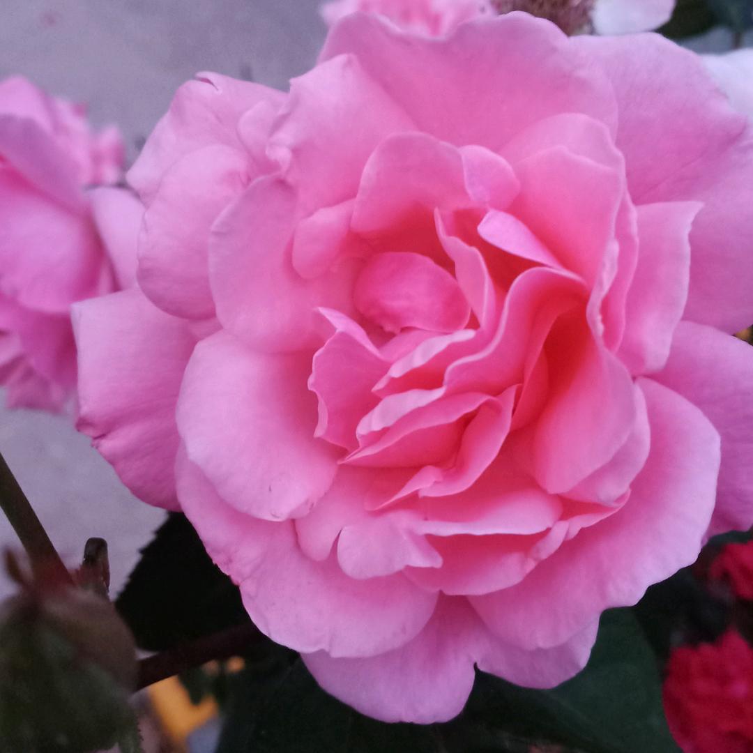 花开结果