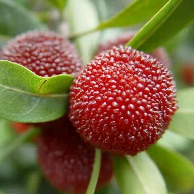 台州临海市天韵水果农场