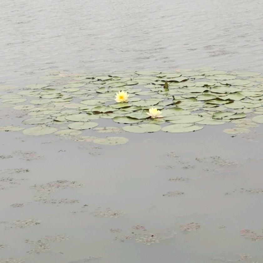 秦