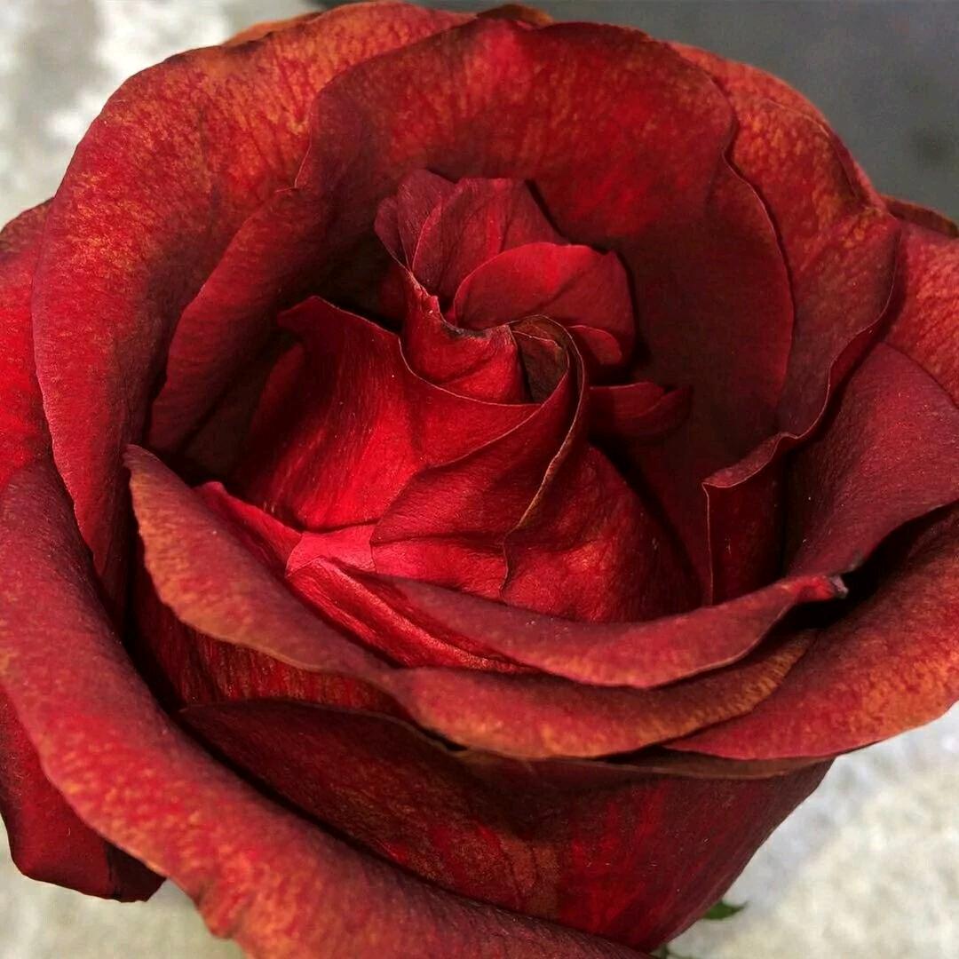 勤美丽的春天🌹🌹🌹