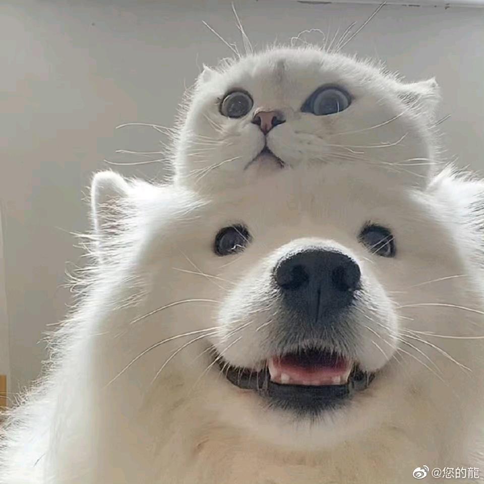 做最棒的狗勾