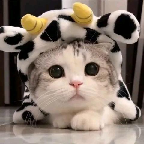 吸猫日记🐱