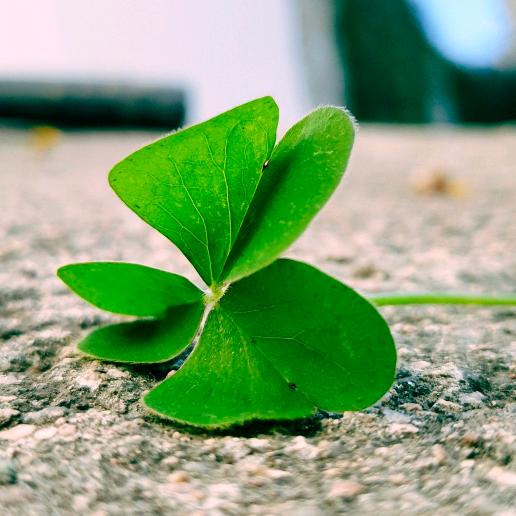 三叶草🍀
