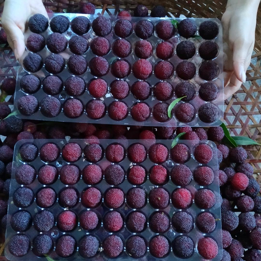 伊甸园杨梅农庄（6月杨梅采摘）杨梅酒