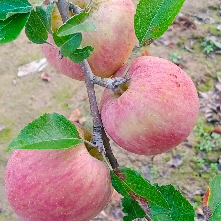 飞飞妹妹