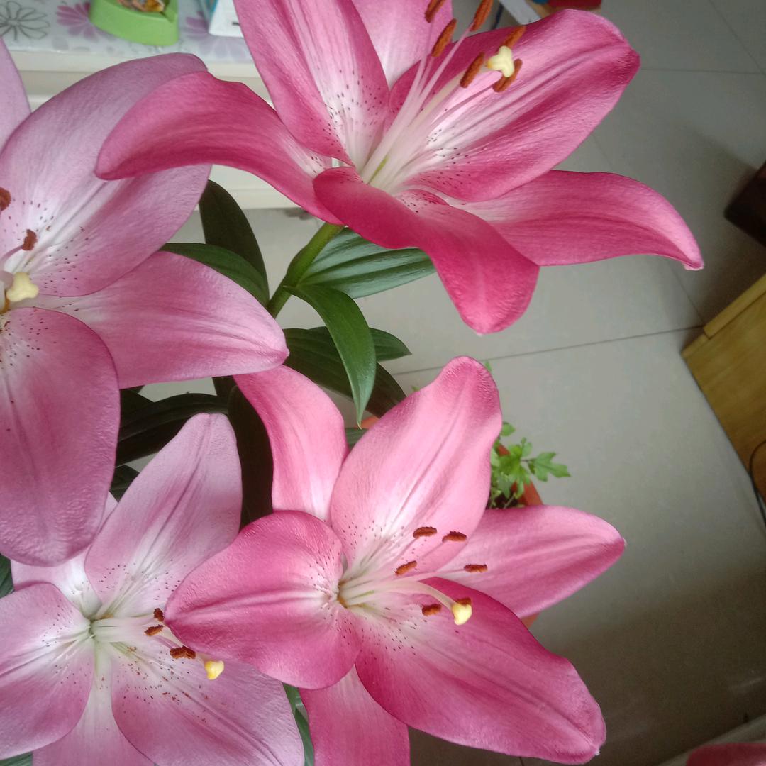 小慧