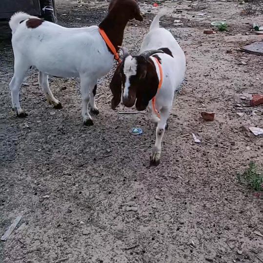 秋菊