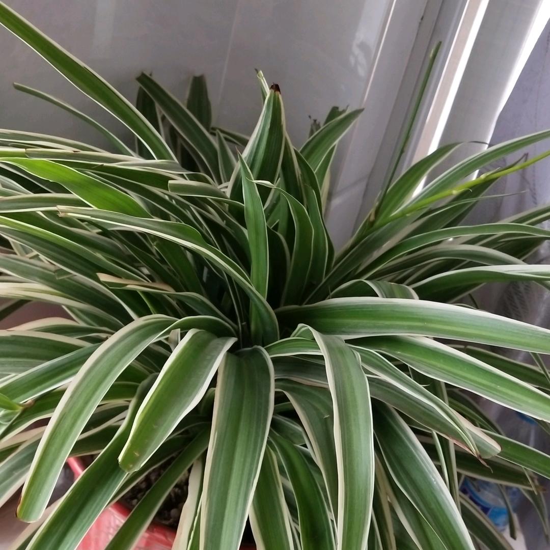 苹果