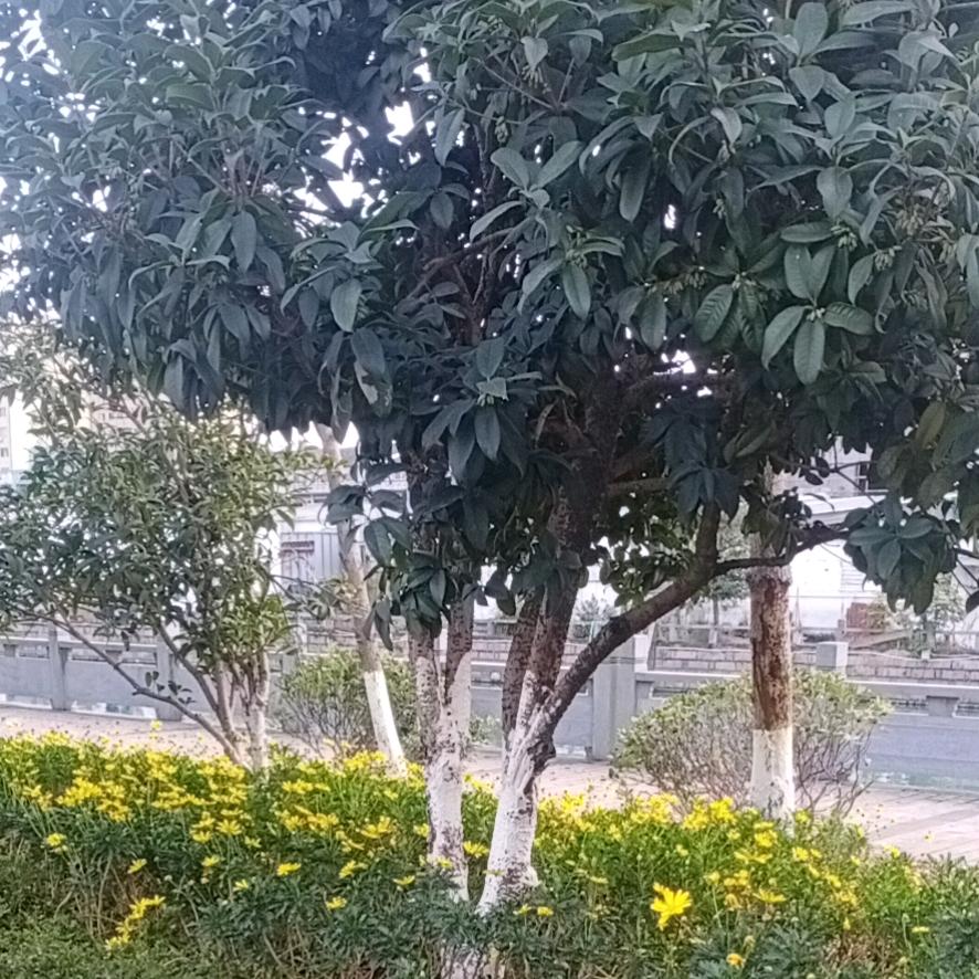 自由
