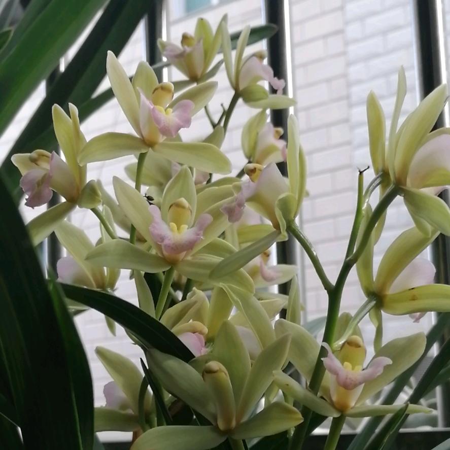 开心果🌺🌺🌺